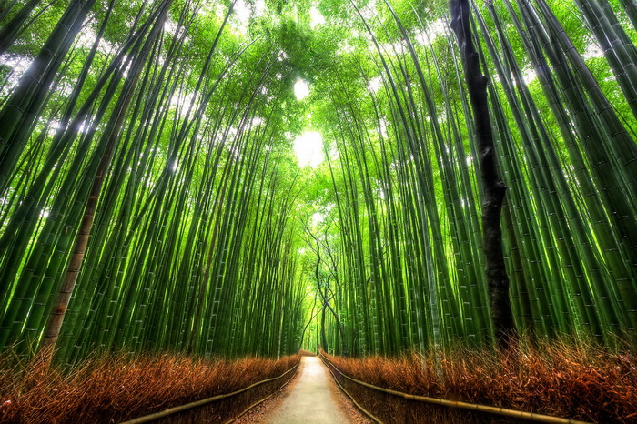 5.Arashiyama Bamboo Forest