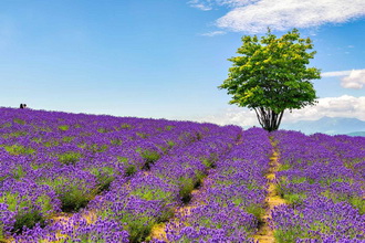 Hinode Lavender Garden